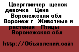 Цвергпинчер- щенок девочка › Цена ­ 15 000 - Воронежская обл., Воронеж г. Животные и растения » Птицы   . Воронежская обл.